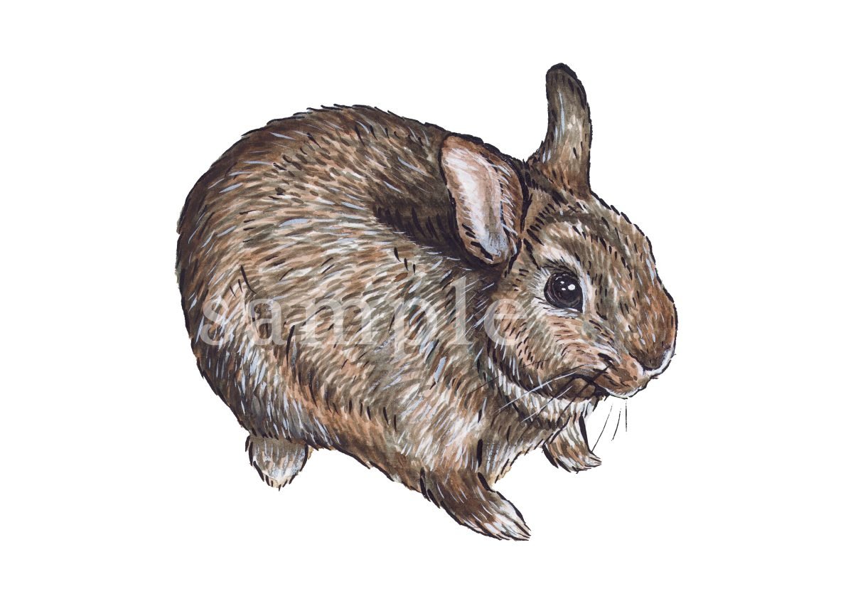 Bertram Bunny - A4 Print